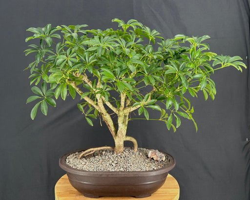 Hawaiian Umbrella Bonsai Tree-Exposed Roots-(arboricola schefflera 'luseanne')