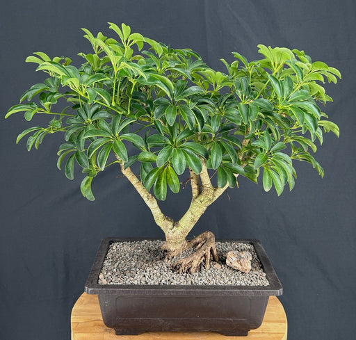 Hawaiian Umbrella Bonsai Tree-Exposed Root-(arboricola schefflera 'luseanne')