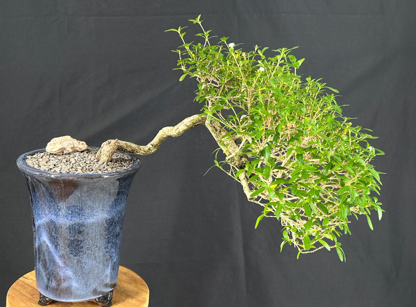 Chinese Flowering White Serissa -Bonsai Tree of a Thousand Stars-Semi Cascade Style-(serissa japonica)