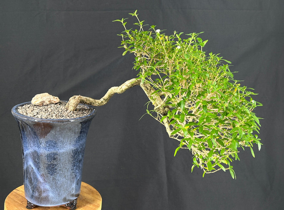 Chinese Flowering White Serissa -Bonsai Tree of a Thousand Stars-Semi Cascade Style-(serissa japonica)