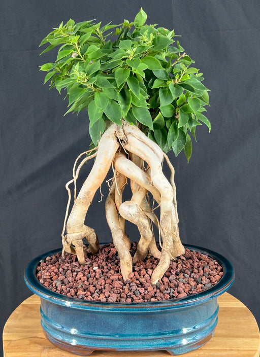 Flowering Bougainvillea Bonsai Tree-Exposed Roots-(Pink Pixie)
