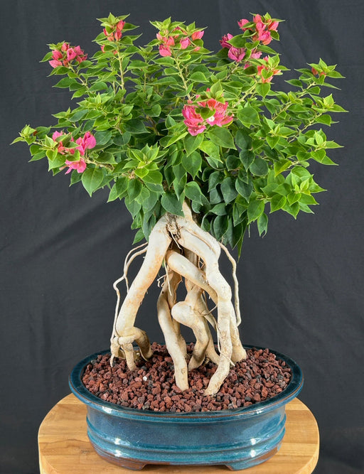 Flowering Bougainvillea Bonsai Tree-Exposed Roots-(Pink Pixie)