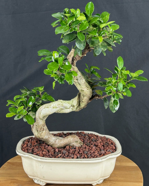 Green Emerald Ficus Bonsai Tree-Curved Trunk Style-(ficus microcarpa)