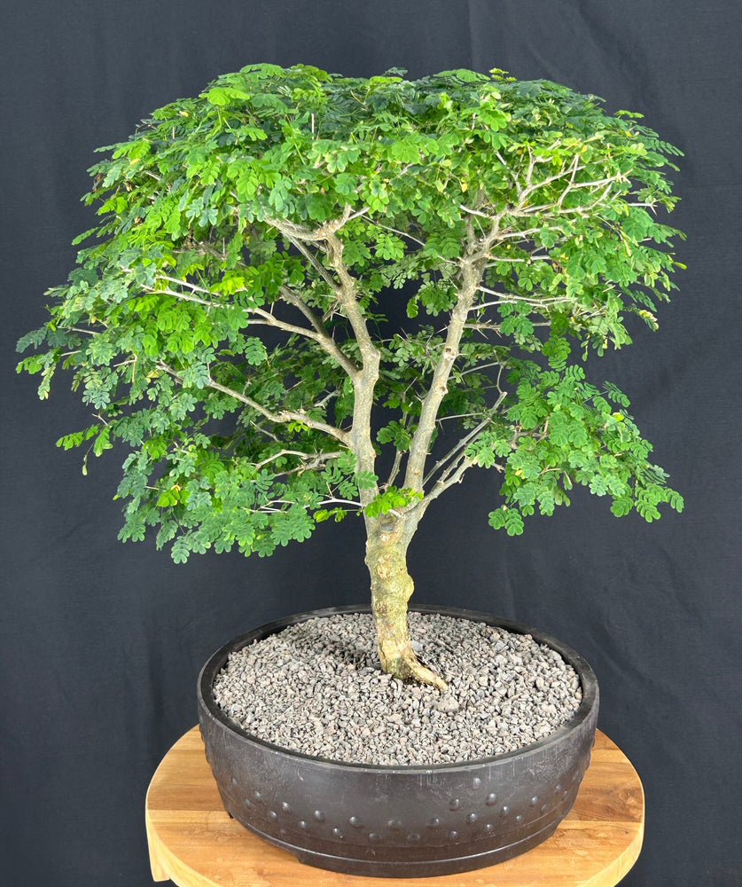 Flowering Brazilian Raintree Bonsai Tree-(pithecellobium tortum)