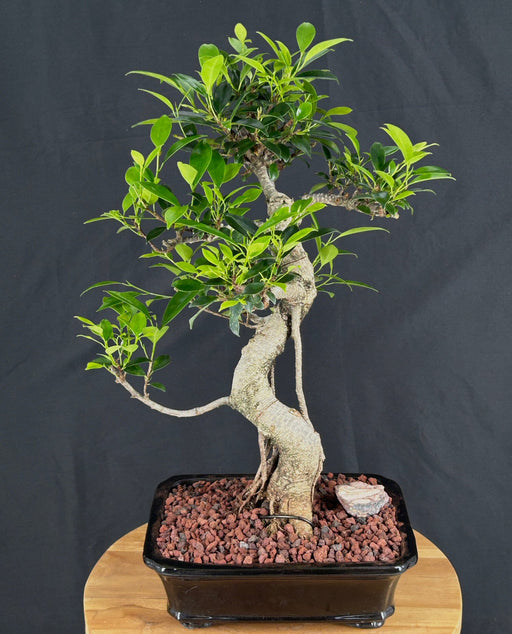 Ficus Retusa Bonsai Tree-Curved Trunk-(ficus retusa)