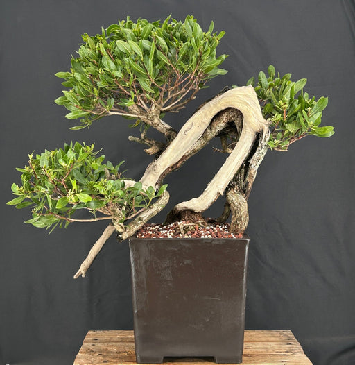 Flowering Buttonwood Bonsai Tree-(conocarpus erectus)