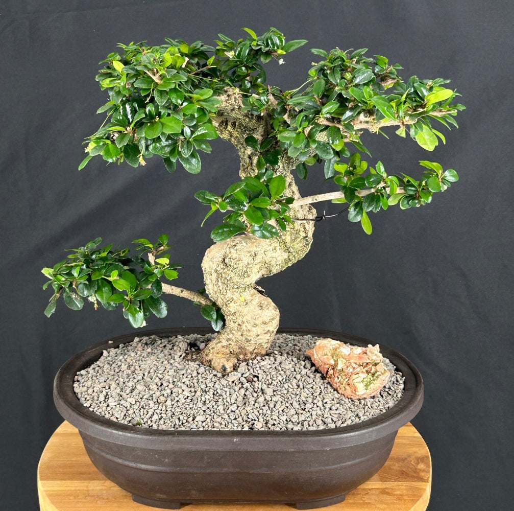 Flowering Fukien Tea Bonsai Tree-Curved Trunk-(ehretia microphylla)