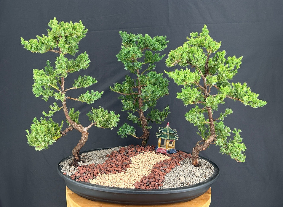 Juniper Bonsai Tree - Three Tree Forest Group-(juniper procumbens nana)
