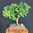 Trained Ginkgo Bonsai Tree -(Ginkgo biloba ?Mariken?)