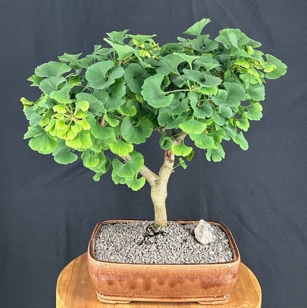 Trained Ginkgo Bonsai Tree -(Ginkgo biloba ?Mariken?)