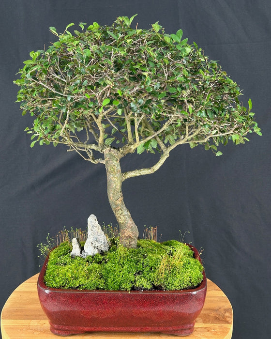 Chinese Elm Bonsai Tree-(ulmus parvifolia)