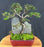 Chinese Elm Bonsai Tree-Root Over Rock Style-(ulmus parvifolia)
