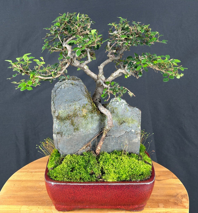 Chinese Elm Bonsai Tree-Root Over Rock Style-(ulmus parvifolia)