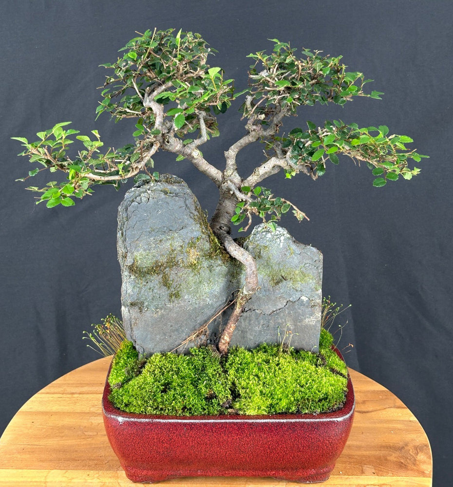 Chinese Elm Bonsai Tree-Root Over Rock Style-(ulmus parvifolia)