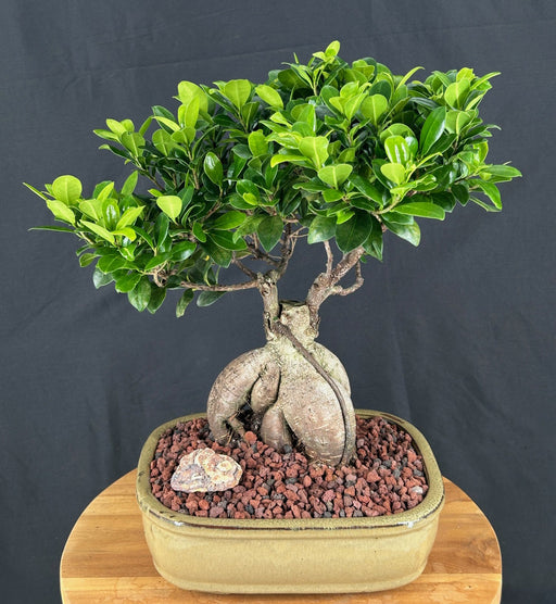 Ginseng Ficus Bonsai Tree-(ficus retusa)