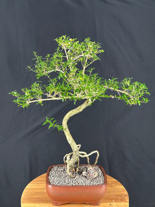 Chinese Flowering White Serissa- Bonsai Tree of a Thousand Stars -Curved Trunk & Raised Roots Style-(serissa japonica)