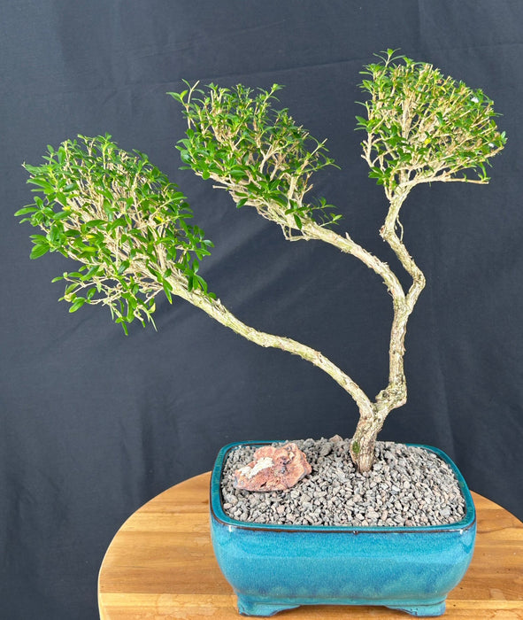 Trained Chinese Flowering White Serissa -Bonsai Tree of a Thousand Stars-(Serissa Japonica)