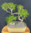 Trained Chinese Flowering White Serissa -Bonsai Tree of a Thousand Stars-(Serissa Japonica)