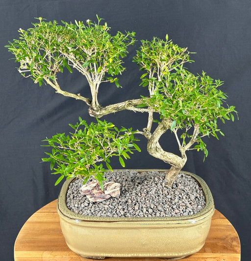 Trained Chinese Flowering White Serissa -Bonsai Tree of a Thousand Stars-(Serissa Japonica)