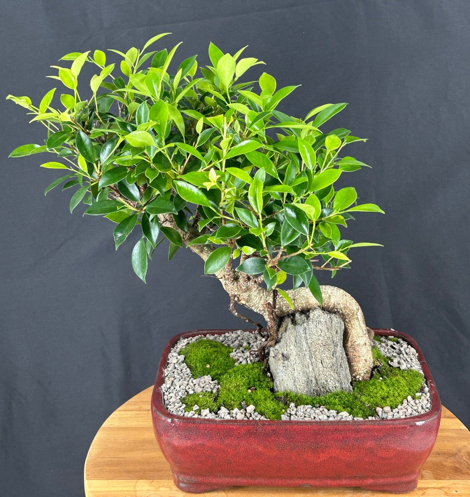Ficus Retusa Bonsai Tree-Cascading Over Rock-(ficus retusa)