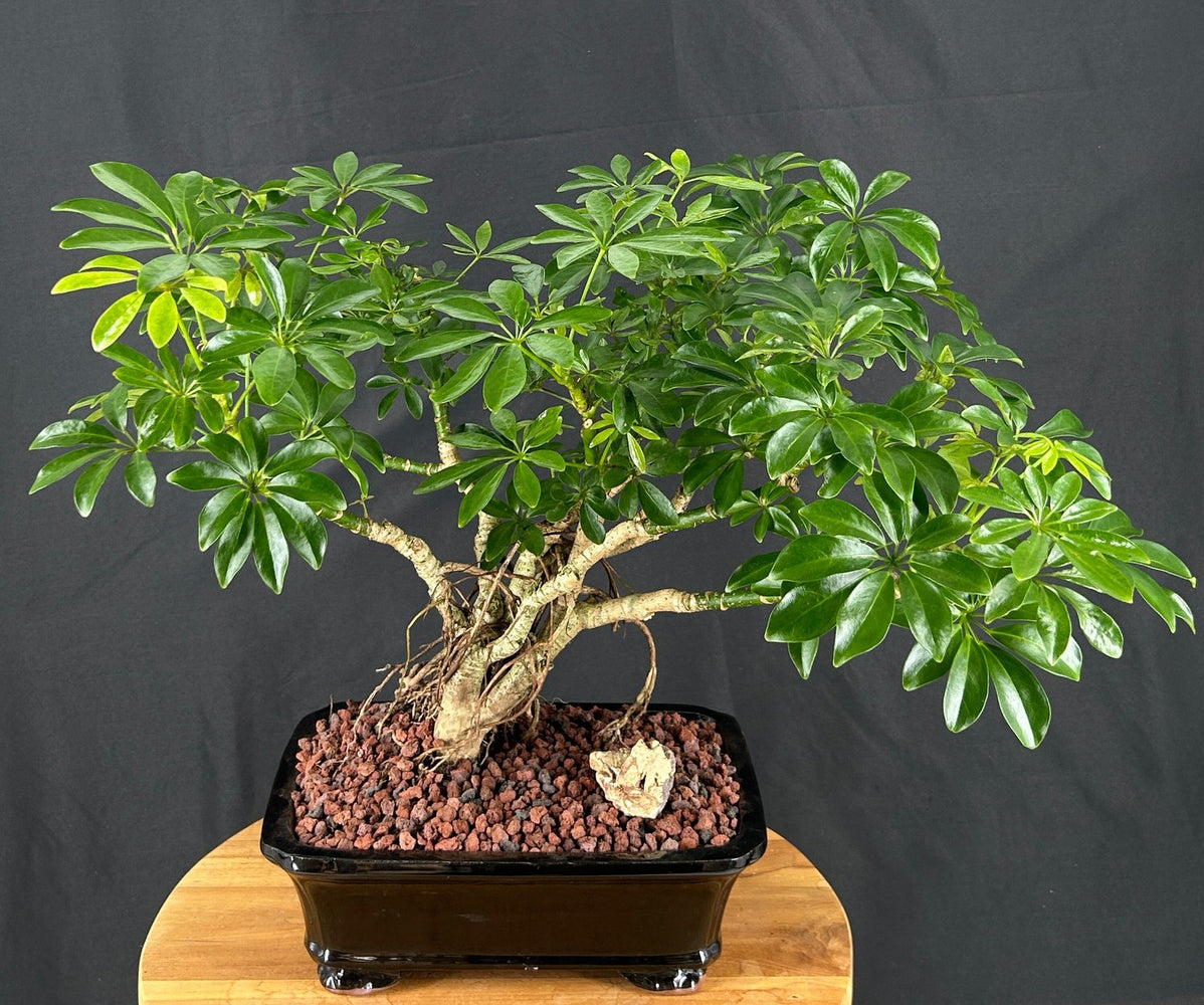 Hawaiian Umbrella Bonsai Tree-Banyan Roots-(arboricola schefflera)