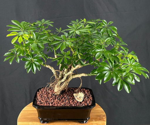 Hawaiian Umbrella Bonsai Tree-Banyan Roots-(arboricola schefflera)