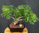 Hawaiian Umbrella Bonsai Tree-Banyan Roots-(arboricola schefflera)