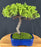 Juniper Bonsai Tree - Trained -(juniper procumbens nana)