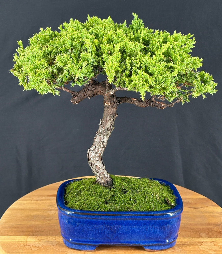 Juniper Bonsai Tree - Trained -(juniper procumbens nana)