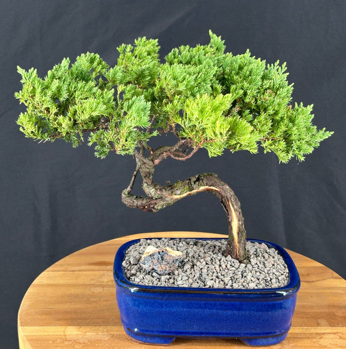 Juniper Bonsai Tree - Trained -(juniper procumbens nana)