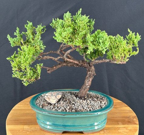 Juniper Bonsai Tree - Trained -(juniper procumbens nana)