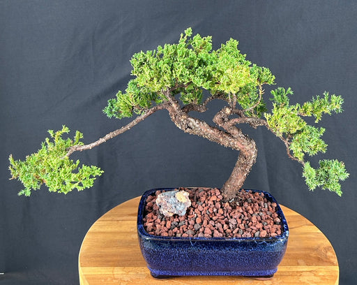 Juniper Bonsai Tree - Trained -(juniper procumbens nana)
