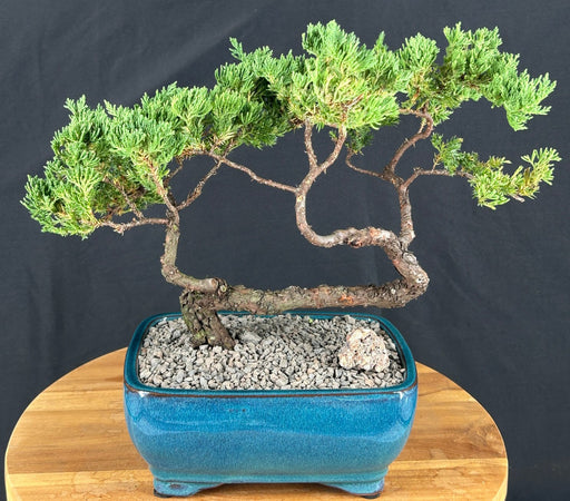 Juniper Bonsai Tree - Trained -(juniper procumbens nana)