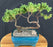 Juniper Bonsai Tree - Trained -(juniper procumbens nana)
