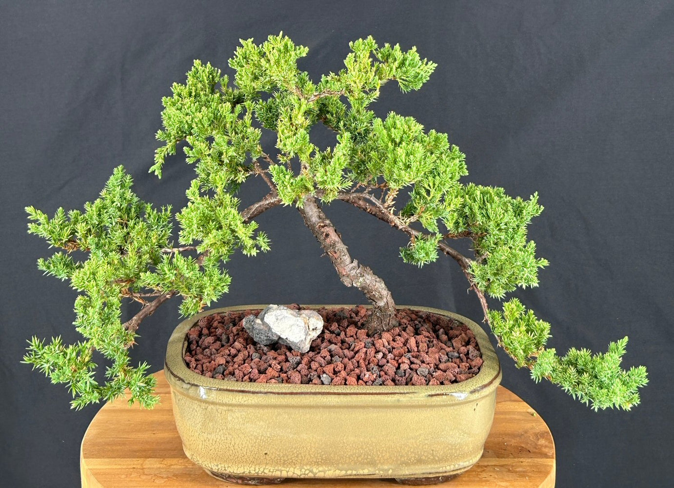 Juniper Bonsai Tree - Trained -(juniper procumbens nana)