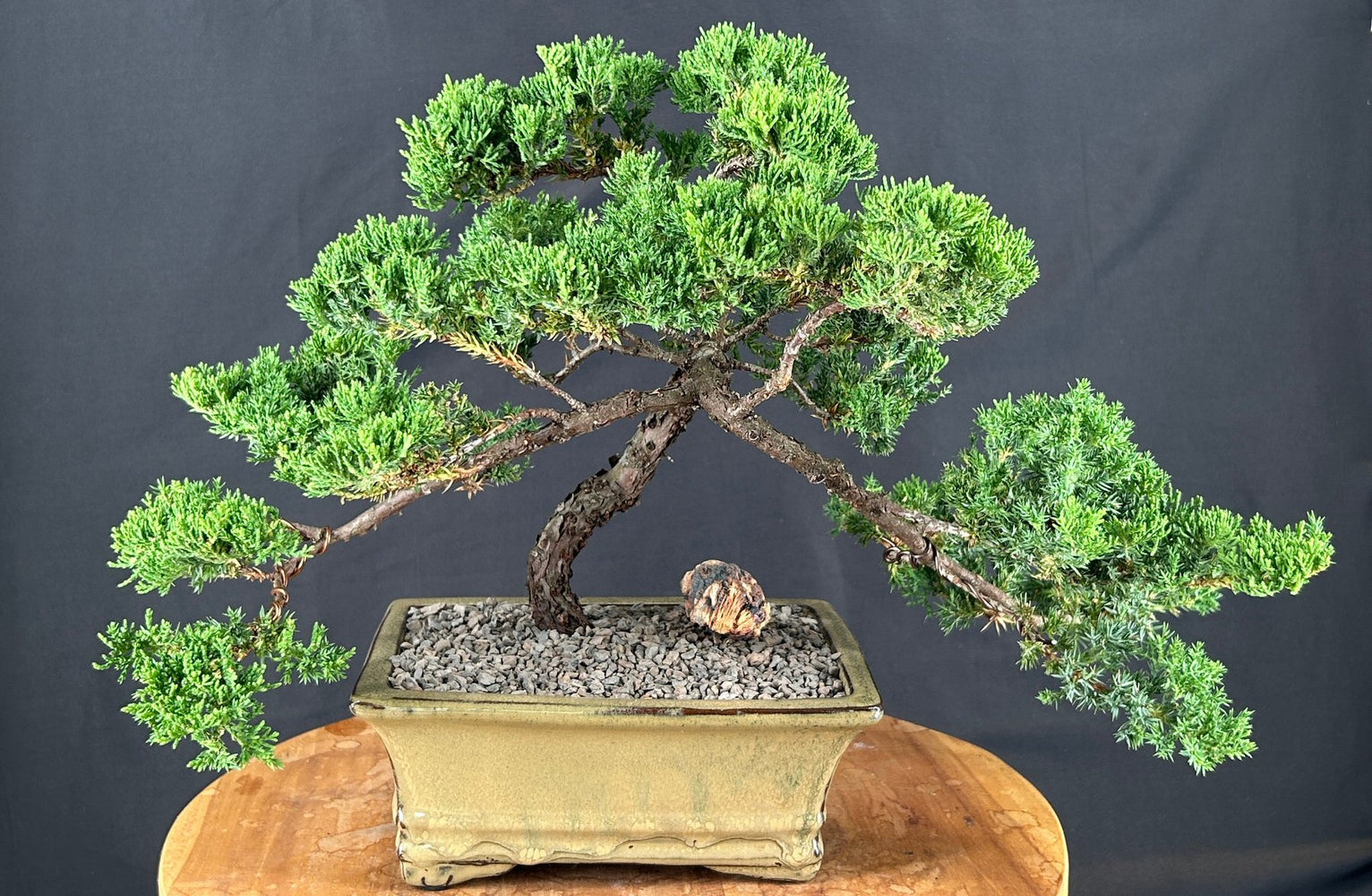 Juniper Bonsai Tree - Trained -(juniper procumbens nana)