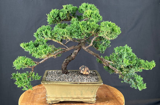 Juniper Bonsai Tree - Trained -(juniper procumbens nana)