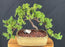 Juniper Bonsai Tree - Trained -(juniper procumbens nana)