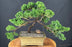 Juniper Bonsai Tree - Trained -(juniper procumbens nana)