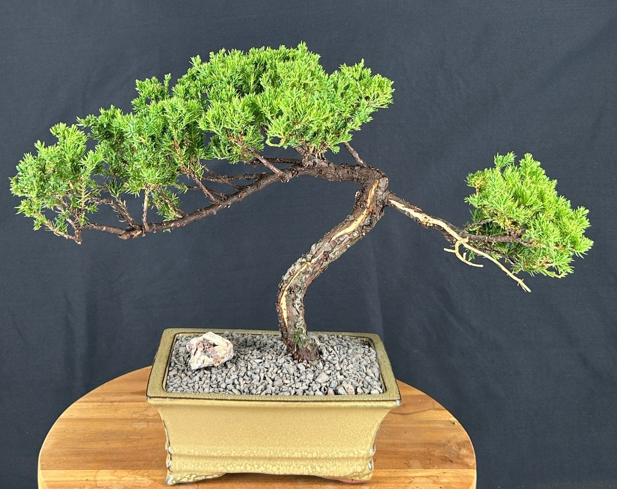 Juniper Bonsai Tree - Trained -(juniper procumbens nana)