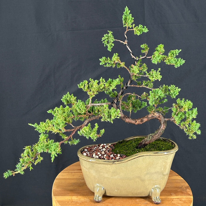 Rub-A-Dub-Dub Trained Juniper In A Tub-(juniper procumbens nana)