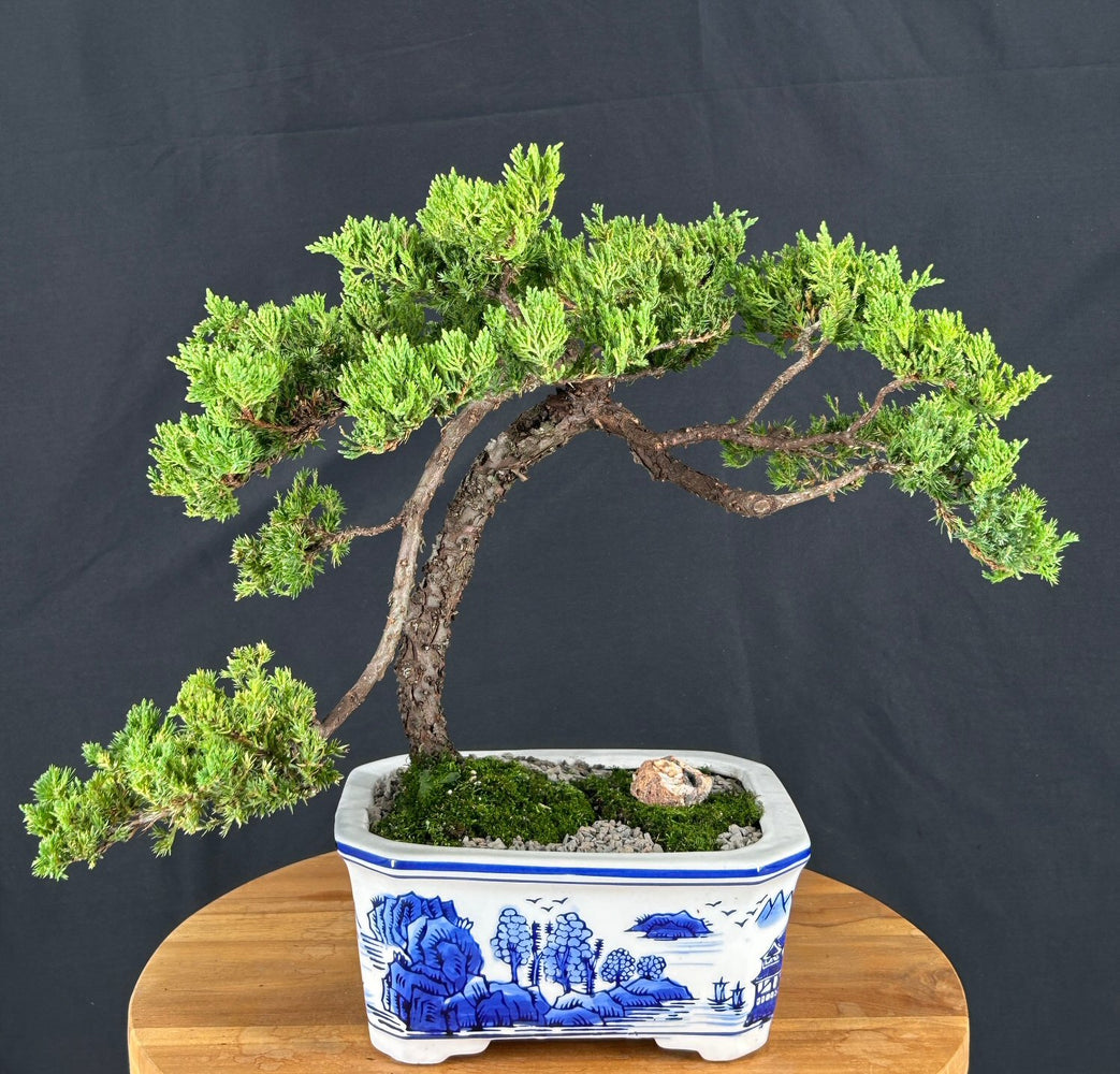 Juniper Bonsai Tree - Trained -(juniper procumbens nana)