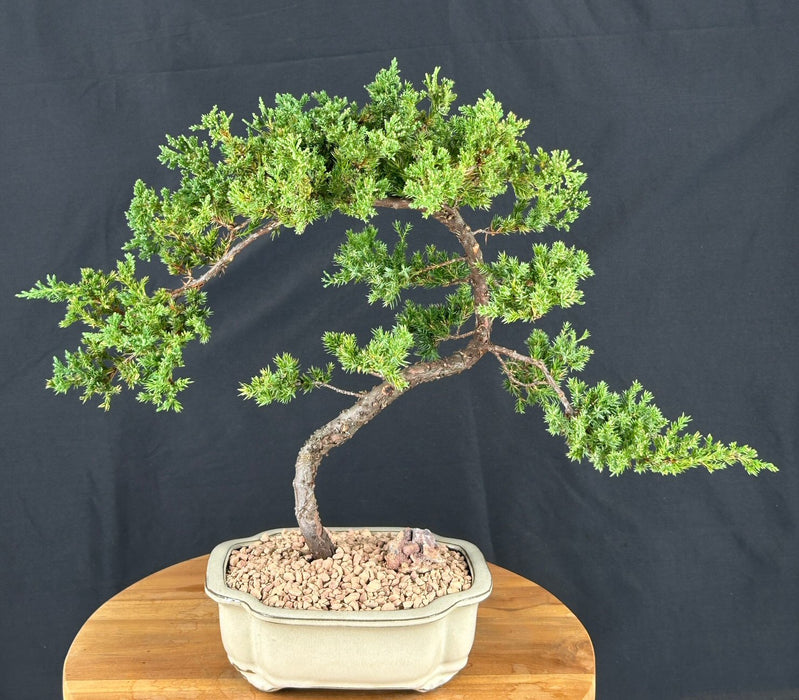 Juniper Bonsai Tree - Trained -(juniper procumbens nana)