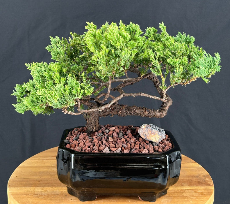 Juniper Bonsai Tree - Trained -(juniper procumbens nana)