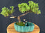 Trained Juniper Bonsai Tree -Land/Water Pot with Scalloped Edges --(juniper procumbens nana)