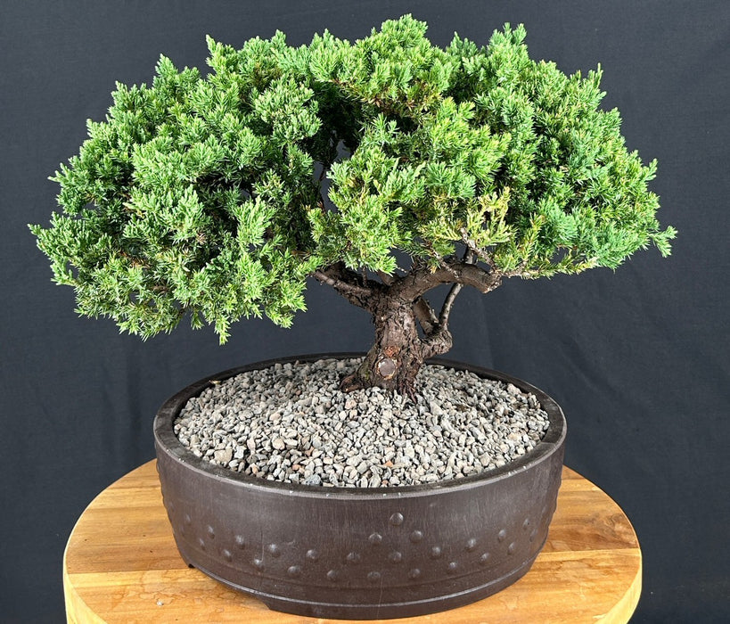 Juniper Bonsai Tree - Trained -(juniper procumbens nana)