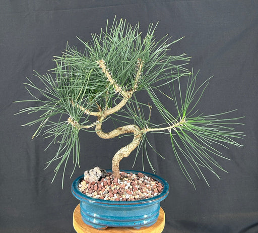 Trained Japanese Black Pine Bonsai Tree-(pinus thunbergii 'thunderhead')