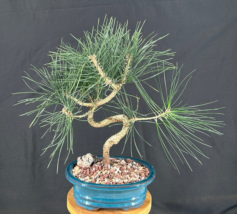 Trained Japanese Black Pine Bonsai Tree-(pinus thunbergii 'thunderhead')