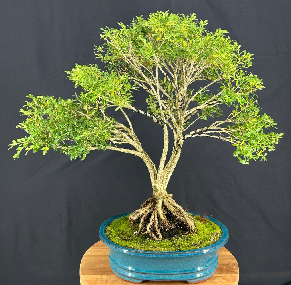 Dwarf English Boxwood Bonsai Tree-Exposed Roots-(buxus semperuirens)