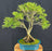 Dwarf English Boxwood Bonsai Tree-Exposed Roots-(buxus semperuirens)